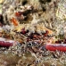 crab_reef_nus_h_0705_png1771.jpg